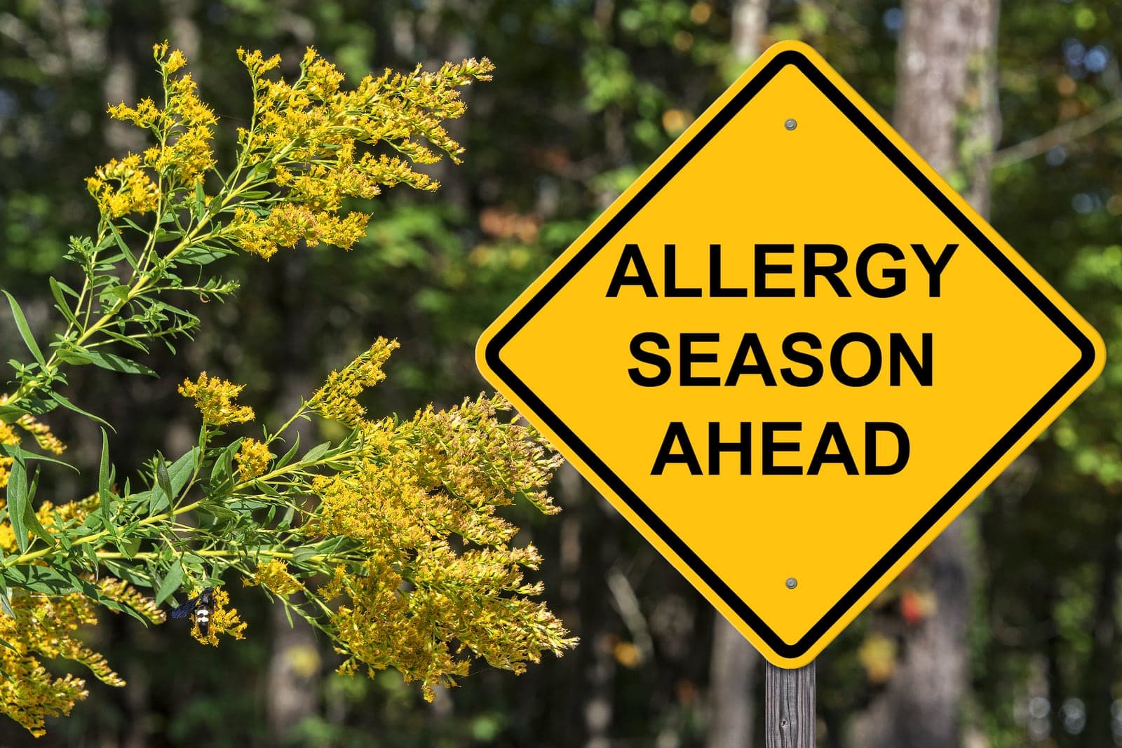 Yellow allergy season warning sign beside spring pollen-producing plants