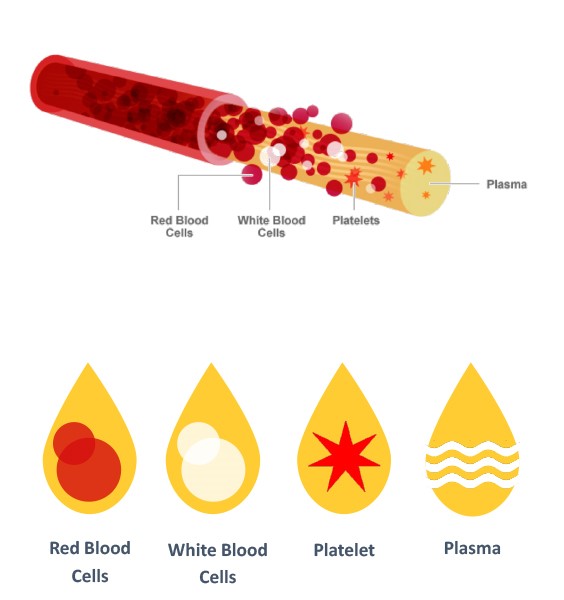 Hair Loss and Hair Thinning Treatment with Platelet-Rich Plasma (PRP)